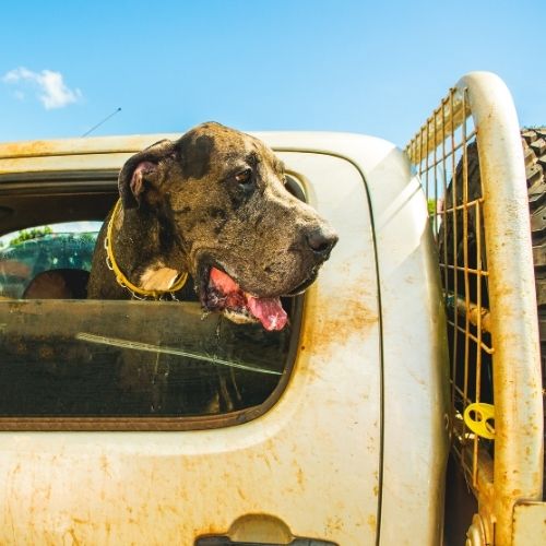 5 things to think about when Overlanding with Dogs